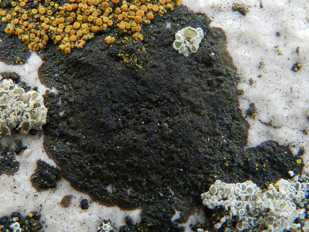 Lichene nero